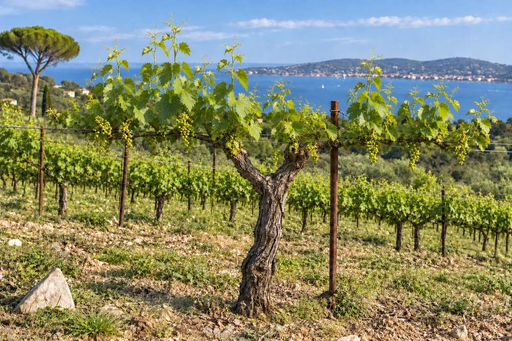 Cep de vigne face à la mer, les grappes grossissent