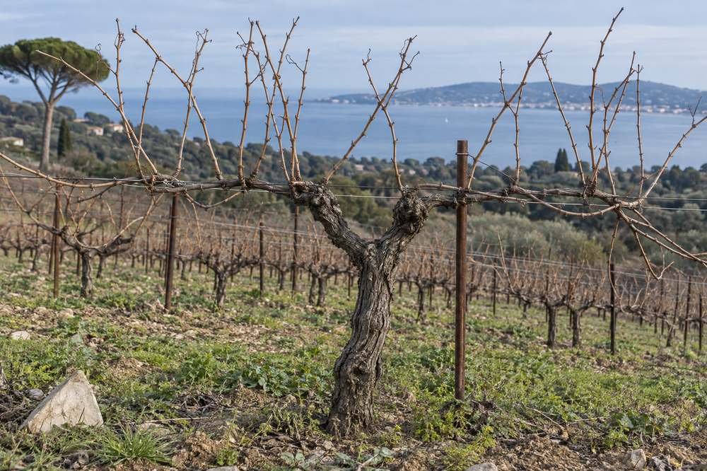 Cep de vigne face à la mer, hiver : les sarments nus avant la taille