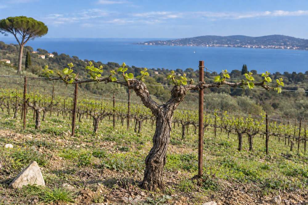 Cep de vigne face à la mer, les jeunes feuilles s’étalent