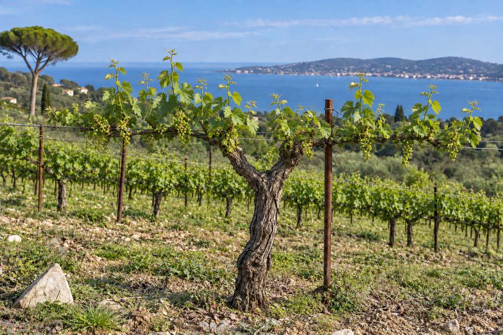 Cep de vigne face à la mer, nouaison : les baies se forment