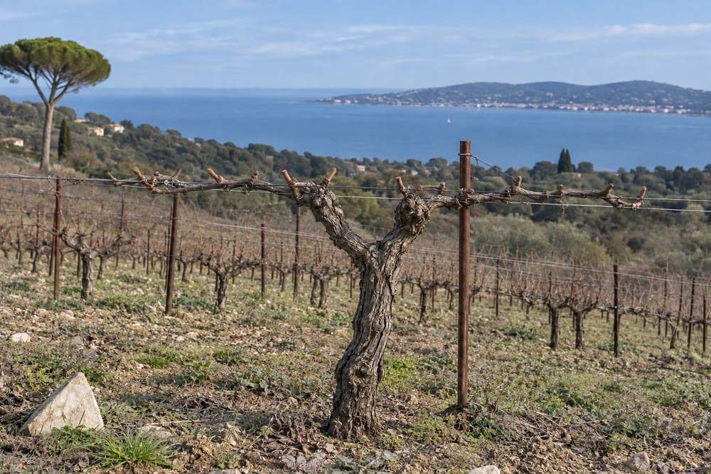 Cep de vigne face à la mer, la taille : le geste qui décide de la récolte