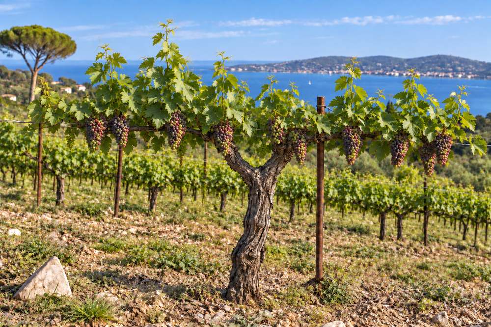 Cep de vigne face à la mer, véraison : les baies se colorent