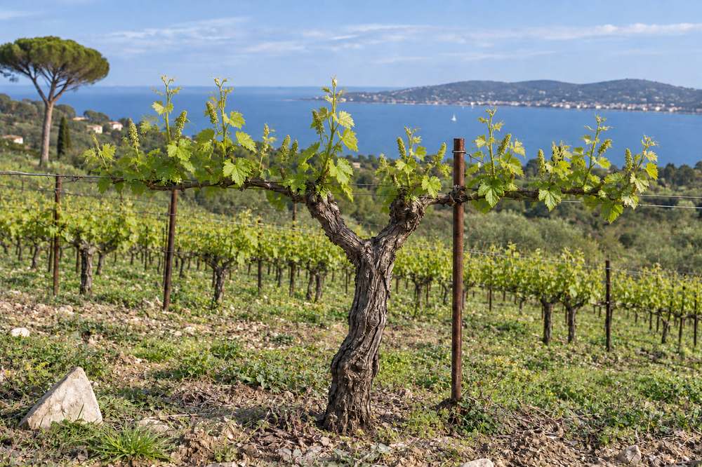 Cep de vigne face à la mer, la vigne se couvre