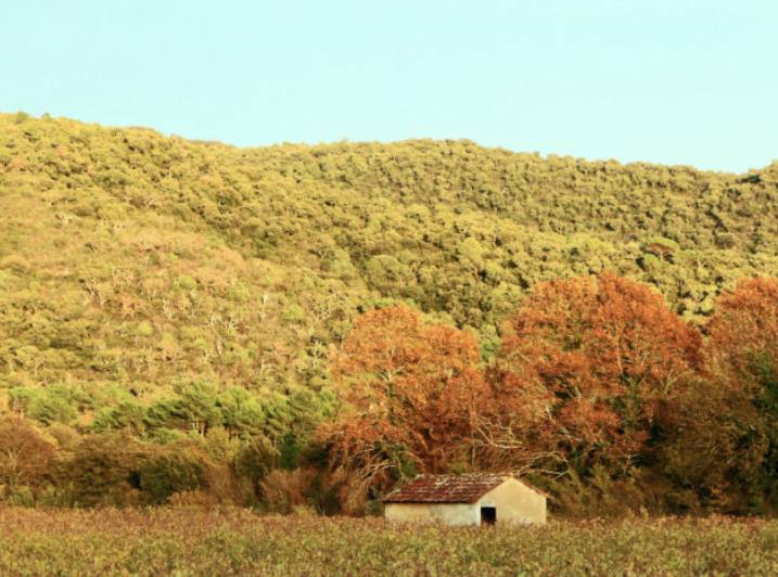 Coteaux du massif des Maures aux couleurs d’automne et cabanon de vigne