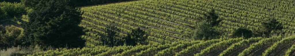Rangs de vigne sur les coteaux du golfe de Saint-Tropez